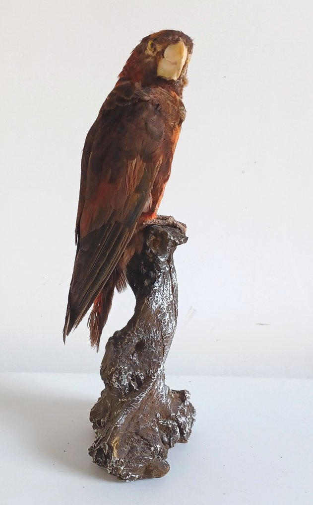 Dusky Lory - montura vintage Preparación taxidérmica de cuerpo completo - Pseudeos fuscata (with proof of origin) - 25 cm - 10 cm - 10 cm - CITES Apéndice II - Anexo B en la UE #1.0