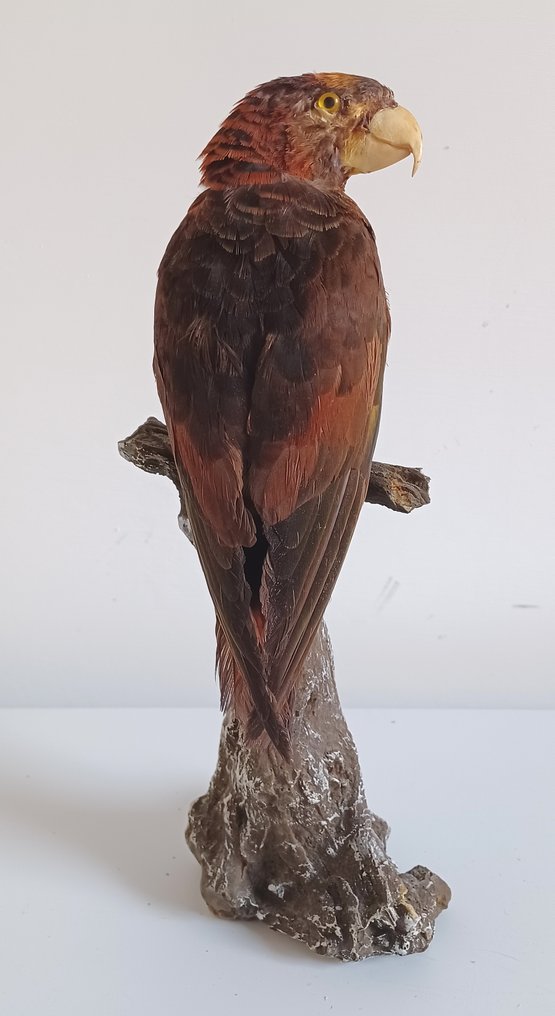 Dusky Lory - montura vintage Preparación taxidérmica de cuerpo completo - Pseudeos fuscata (with proof of origin) - 25 cm - 10 cm - 10 cm - CITES Apéndice II - Anexo B en la UE #1.0