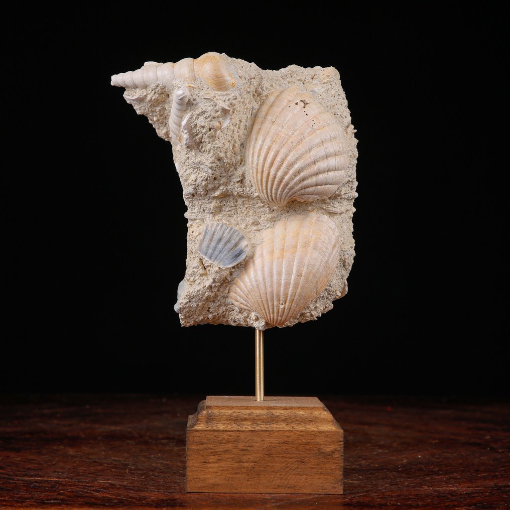 Αποκλειστικό πέτρωμα Fossil - Tuttitella και Pecten - δείγμα από τη Φλόριντα - Χειροποίητη ξύλινη - Απολίθωμα πλάκας θνησιμότητας - 201 mm - 123 mm #2.1