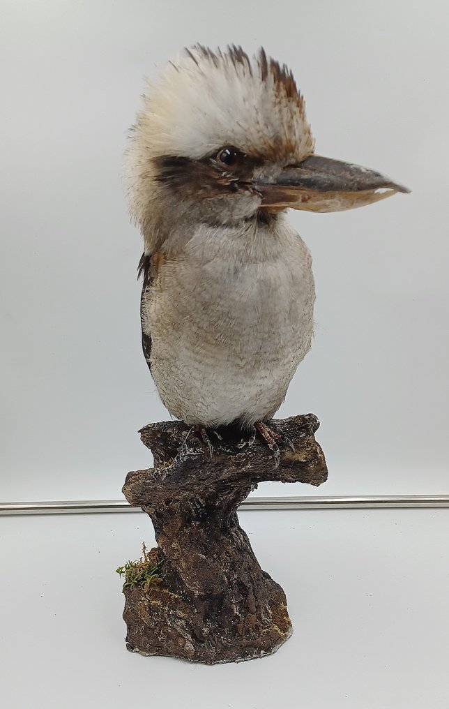 Laughing Kookaburra Eksponat taksydermiczny (całe ciało) - Dacelo novaeguineae - 39 cm - 22 cm - 14 cm - Gatunki inne niż CITES #1.0