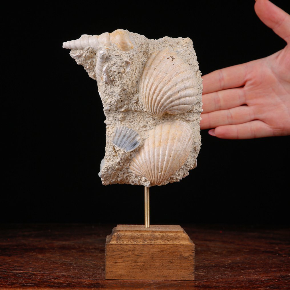 Αποκλειστικό πέτρωμα Fossil - Tuttitella και Pecten - δείγμα από τη Φλόριντα - Χειροποίητη ξύλινη - Απολίθωμα πλάκας θνησιμότητας - 201 mm - 123 mm #1.0