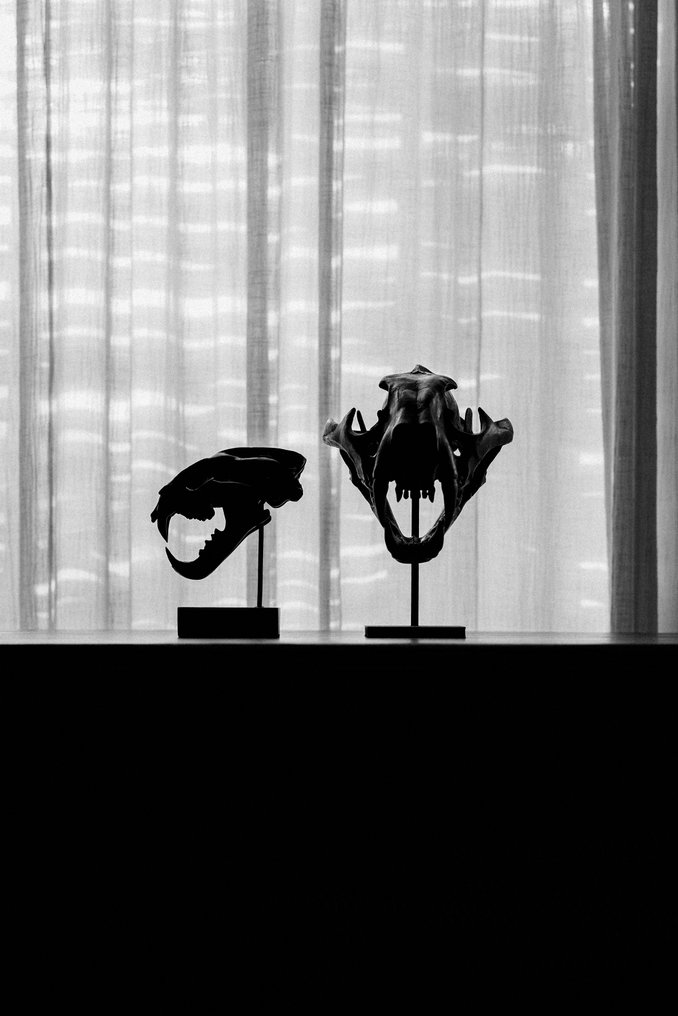 Χωρίς ελάχιστη τιμή - Αντίγραφο κρανίου αρκούδας πολική σε ειδική βάση - Ποιότητας μουσείου - Καφέ Βάση ρεπλίκας ταρίχευσης - Ursus Maritimus - 35 cm - 23 cm - 36 cm - 1 #3.2