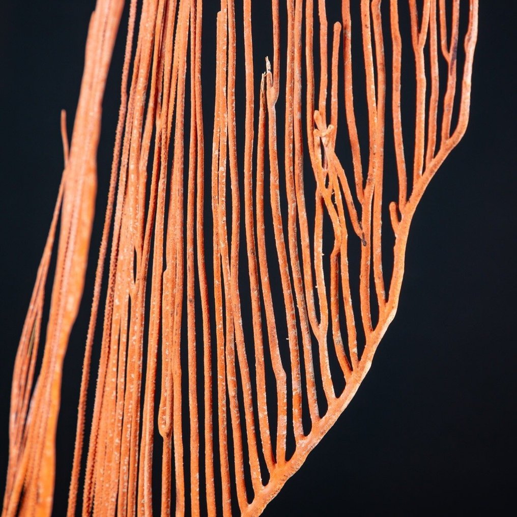 Vidunderlig Gorgonia på træ- og messingbase Taksidermi fuld kropsmontering - Ctenocella Pectinata - 576 mm - 391 mm - 82 mm #1.0