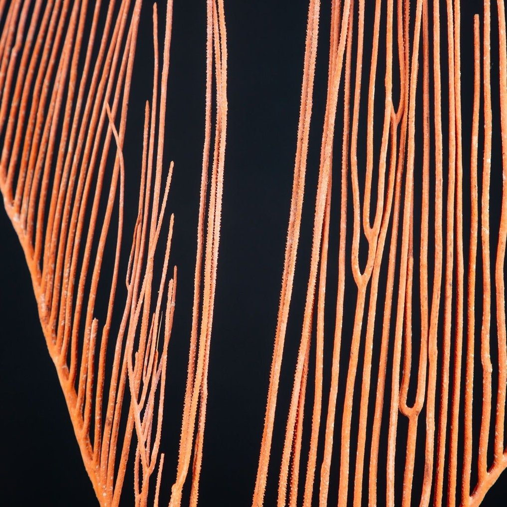 Vidunderlig Gorgonia på træ- og messingbase Taksidermi fuld kropsmontering - Ctenocella Pectinata - 576 mm - 391 mm - 82 mm #4.3