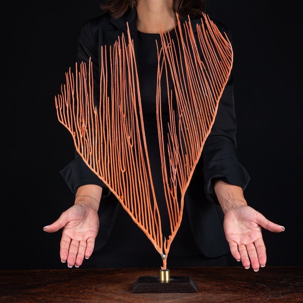 Vidunderlig Gorgonia på træ- og messingbase Taksidermi fuld kropsmontering - Ctenocella Pectinata - 576 mm - 391 mm - 82 mm #1.0