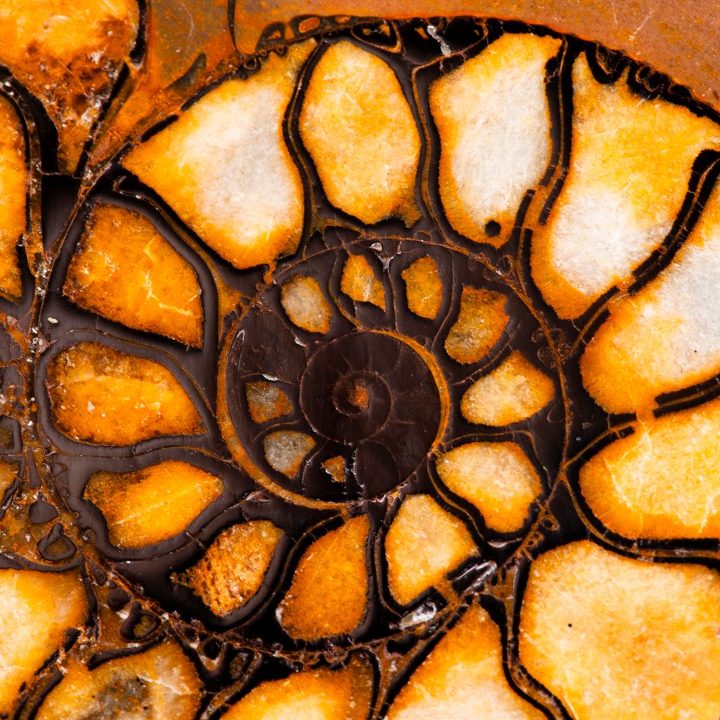 Pandantiv exclusiv - spirală fossilă Bijuterii din argint Jurassic - Ammonith - Înălțime: 53 mm - Lățime: 35.5 mm- 13 g #1.0