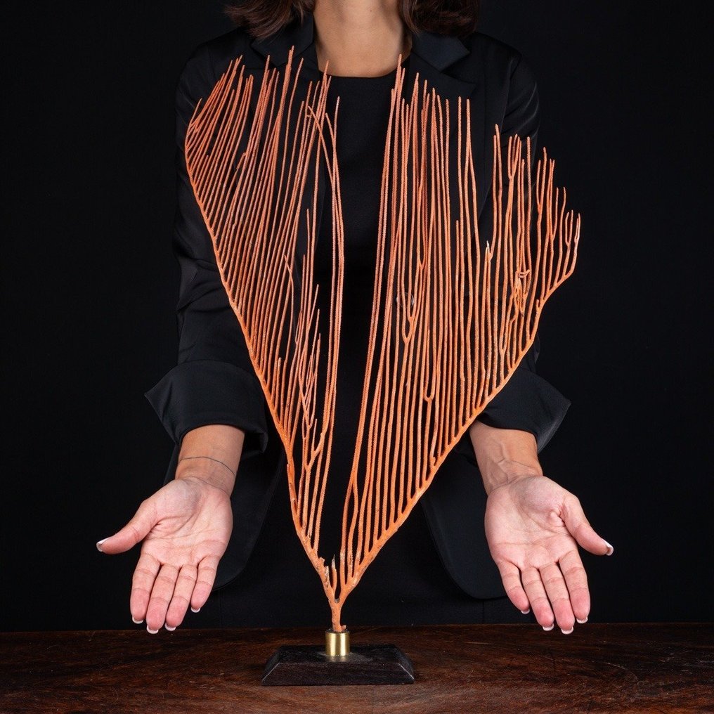 Vidunderlig Gorgonia på træ- og messingbase Taksidermi fuld kropsmontering - Ctenocella Pectinata - 576 mm - 391 mm - 82 mm #3.2