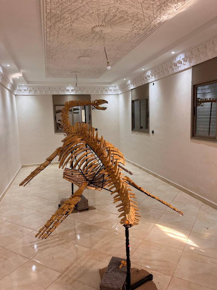 Plesiosauro - Scheletro fossile - 540 cm - 180 cm #4.3