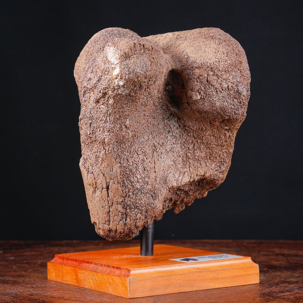 独家化石标本 - 长毛象 - 化石股骨骨骼 - 骨骼化石 - Mammuthus Primigenius - 218 mm - 175 mm #2.1