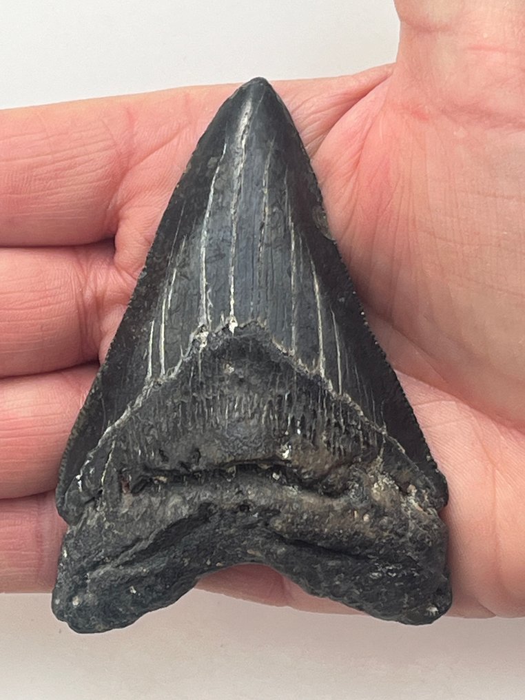 Megalodon tooth fossil price deals