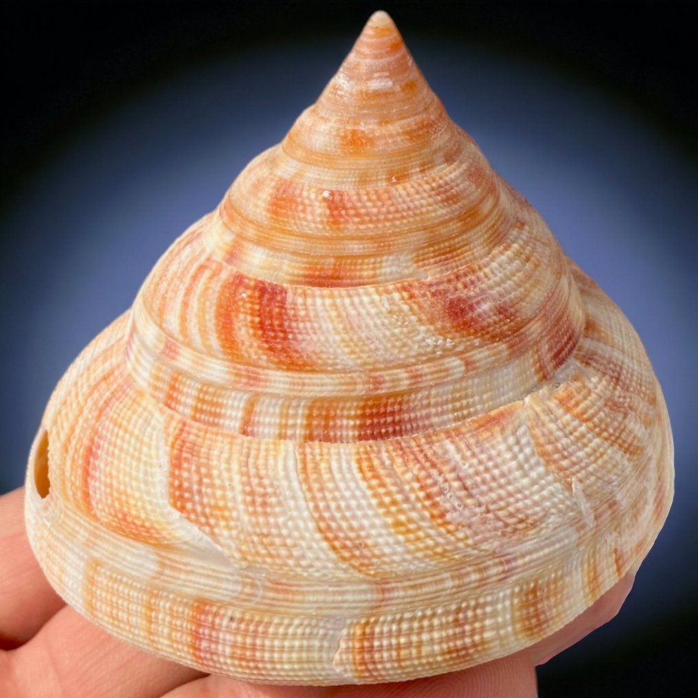 Sea Shell - Collectible Shell Sea shell - Mikadotrochus Hirasei - Pilsbry 1903 - 82×75×66 mm #4.3