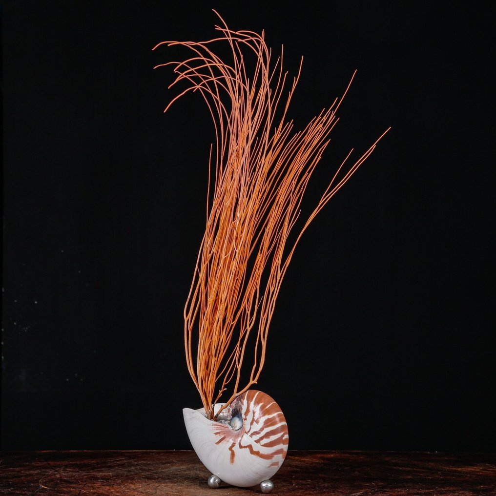 A Modern Cabinet of Wunderkammer - Nautilus pompilius - Ellisella Grandis Taxidermy full body mount - Nautilus with Red Gorgonia - 680 mm - 190 mm - 100 mm #3.2