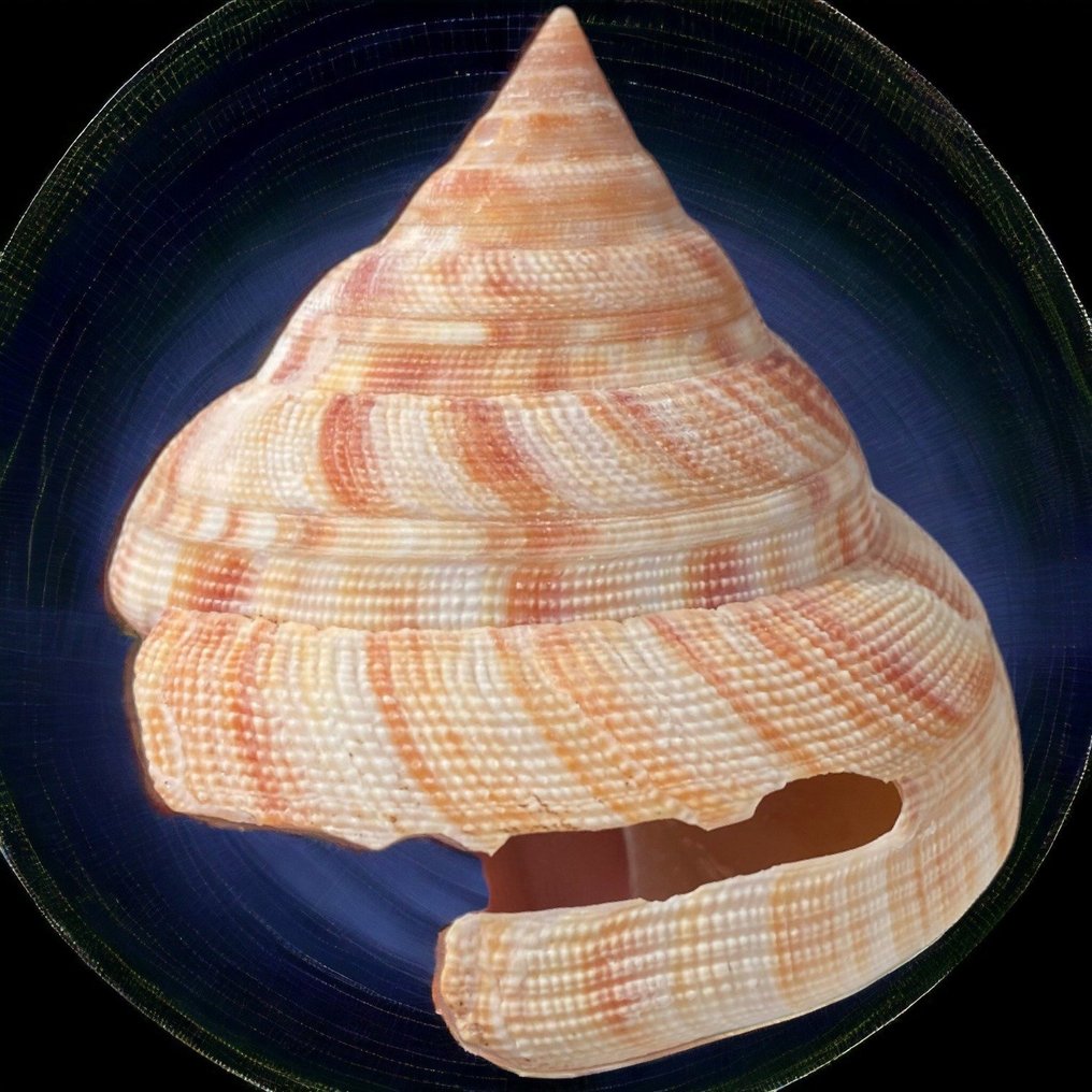 Sea Shell - Collectible Shell Sea shell - Mikadotrochus Hirasei - Pilsbry 1903 - 82×75×66 mm #2.1