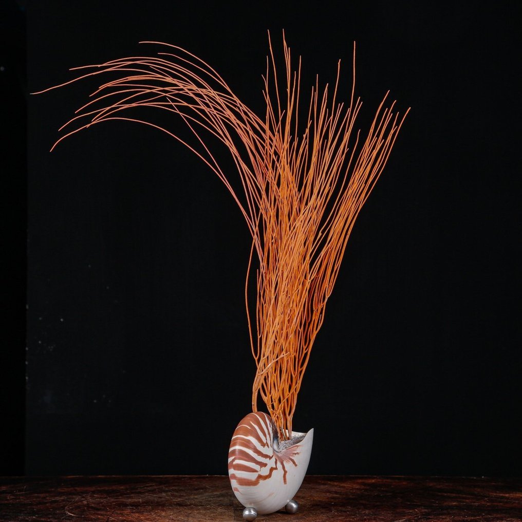 A Modern Cabinet of Wunderkammer - Nautilus pompilius - Ellisella Grandis Taxidermy full body mount - Nautilus with Red Gorgonia - 680 mm - 190 mm - 100 mm #2.1