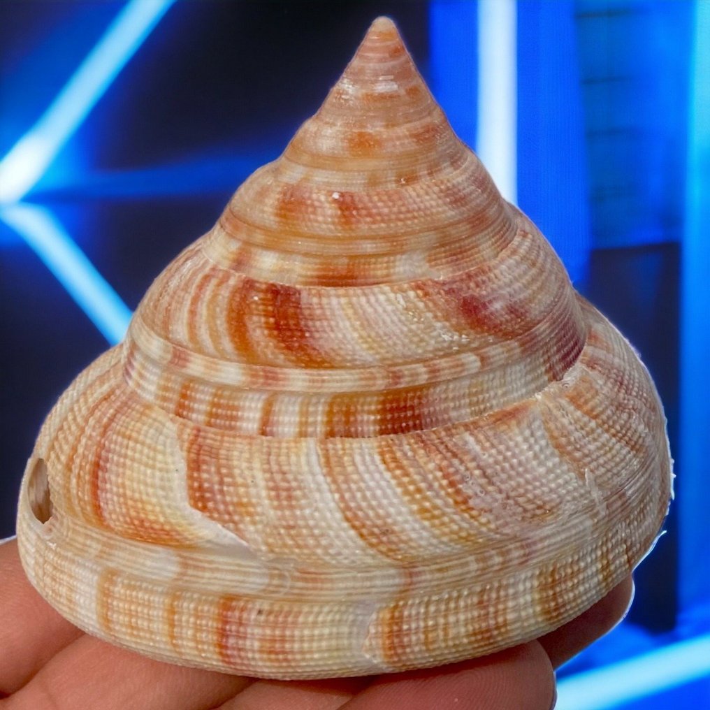Sea Shell - Collectible Shell Sea shell - Mikadotrochus Hirasei - Pilsbry 1903 - 82×75×66 mm #1.0