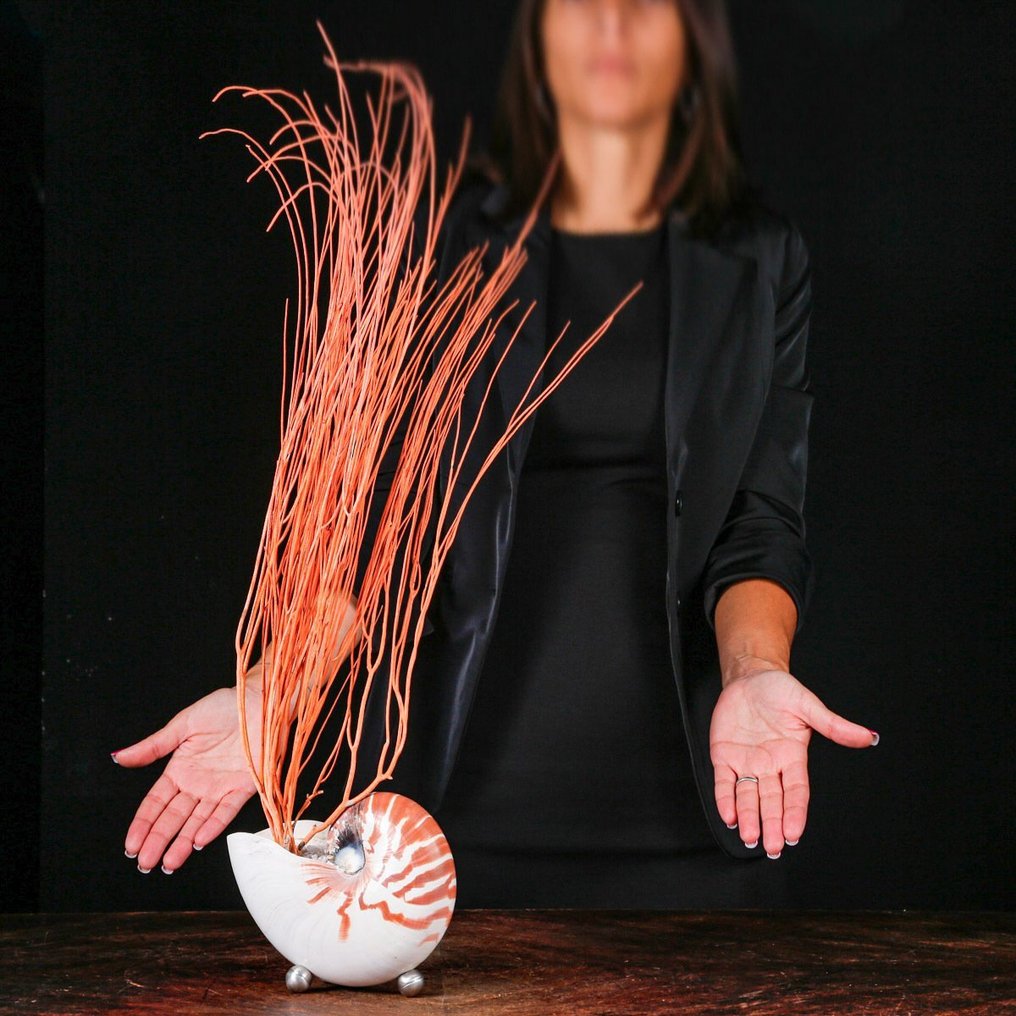 A Modern Cabinet of Wunderkammer - Nautilus pompilius - Ellisella Grandis Taxidermy full body mount - Nautilus with Red Gorgonia - 680 mm - 190 mm - 100 mm #1.0