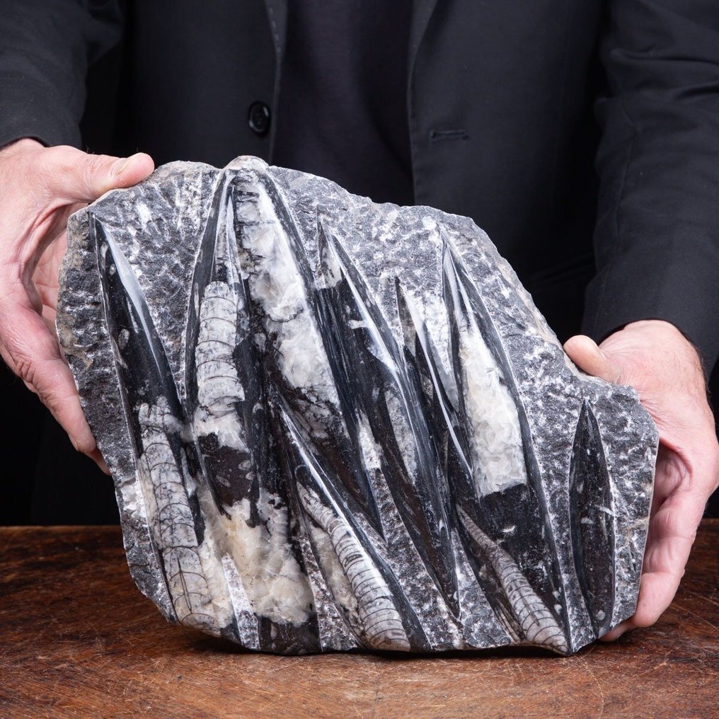 Morocco Fossil Specimens - Perfekta förhållanden - Orthoceras Slab - Fossil dödsplatta - Extinct Marine Molluscs - 242 mm - 279 mm #2.1