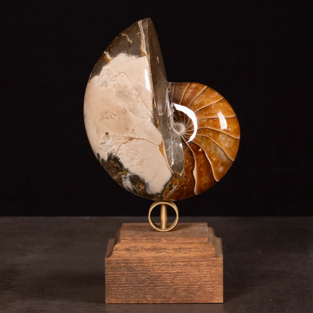 Fossil Nautilus on Decorative Base. - Fossilised shell - Exceptional fossil Nautilus - 165 mm - 93 mm #1.0