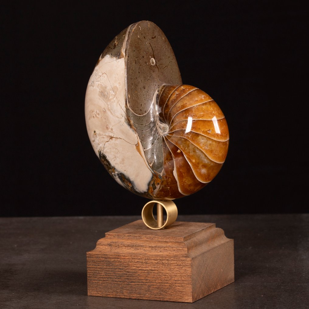 Fossil Nautilus σε διακοσμητική βάση. - Απολιθωμένο κέλυφος - Exceptional fossil Nautilus - 165 mm - 93 mm #2.1