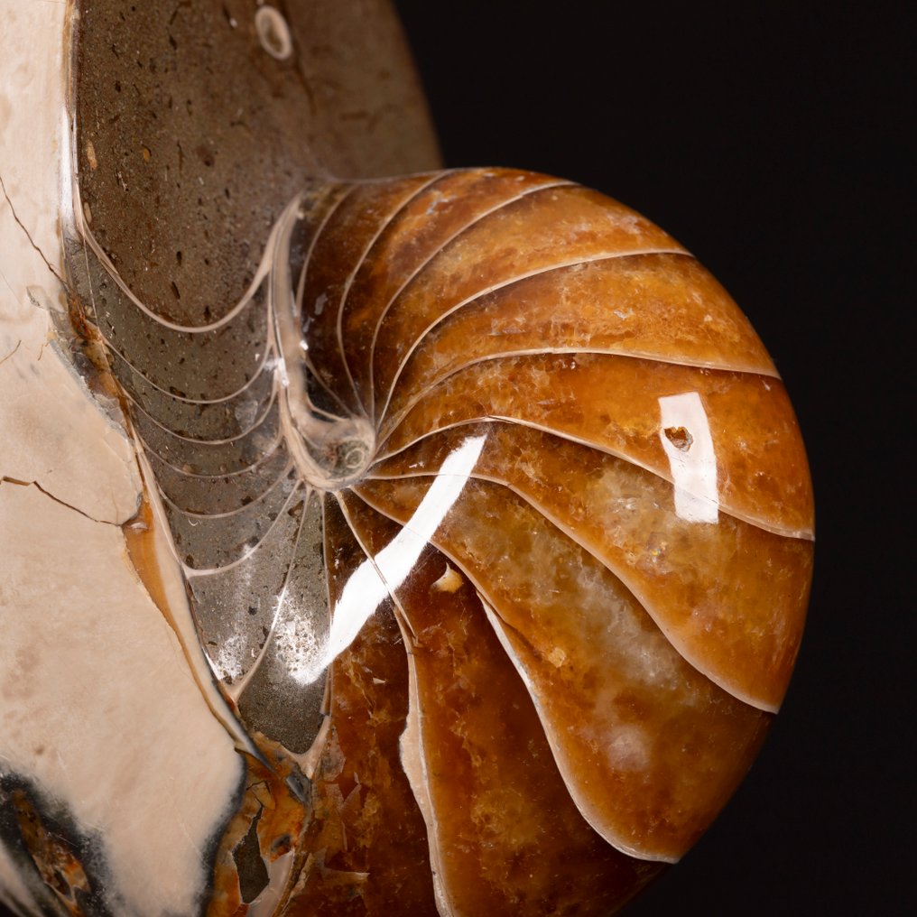 Fossil Nautilus σε διακοσμητική βάση. - Απολιθωμένο κέλυφος - Exceptional fossil Nautilus - 165 mm - 93 mm #1.0