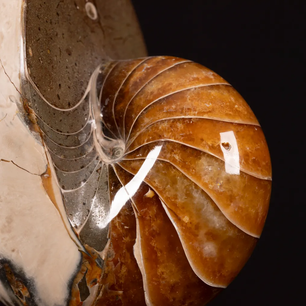 Fossil Nautilus on Decorative Base. - Fossilised shell - Exceptional fossil Nautilus - 165 mm - 93 mm #4.3