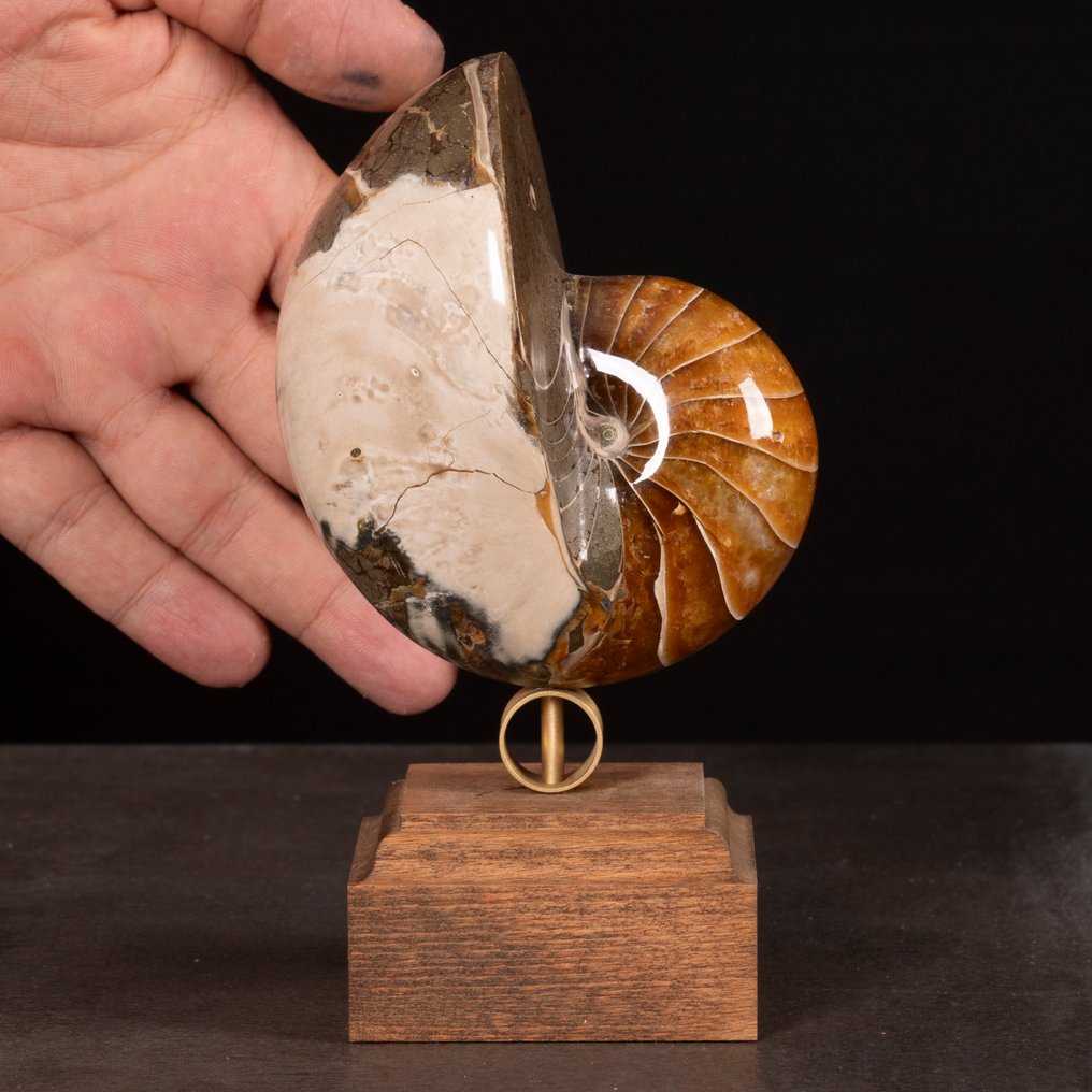 Fossil Nautilus σε διακοσμητική βάση. - Απολιθωμένο κέλυφος - Exceptional fossil Nautilus - 165 mm - 93 mm #3.2