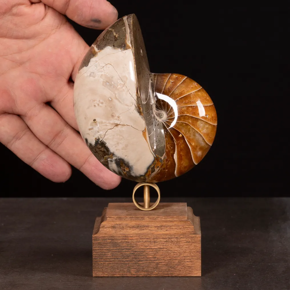 Fossil Nautilus on Decorative Base. - Fossilised shell - Exceptional fossil Nautilus - 165 mm - 93 mm #3.2