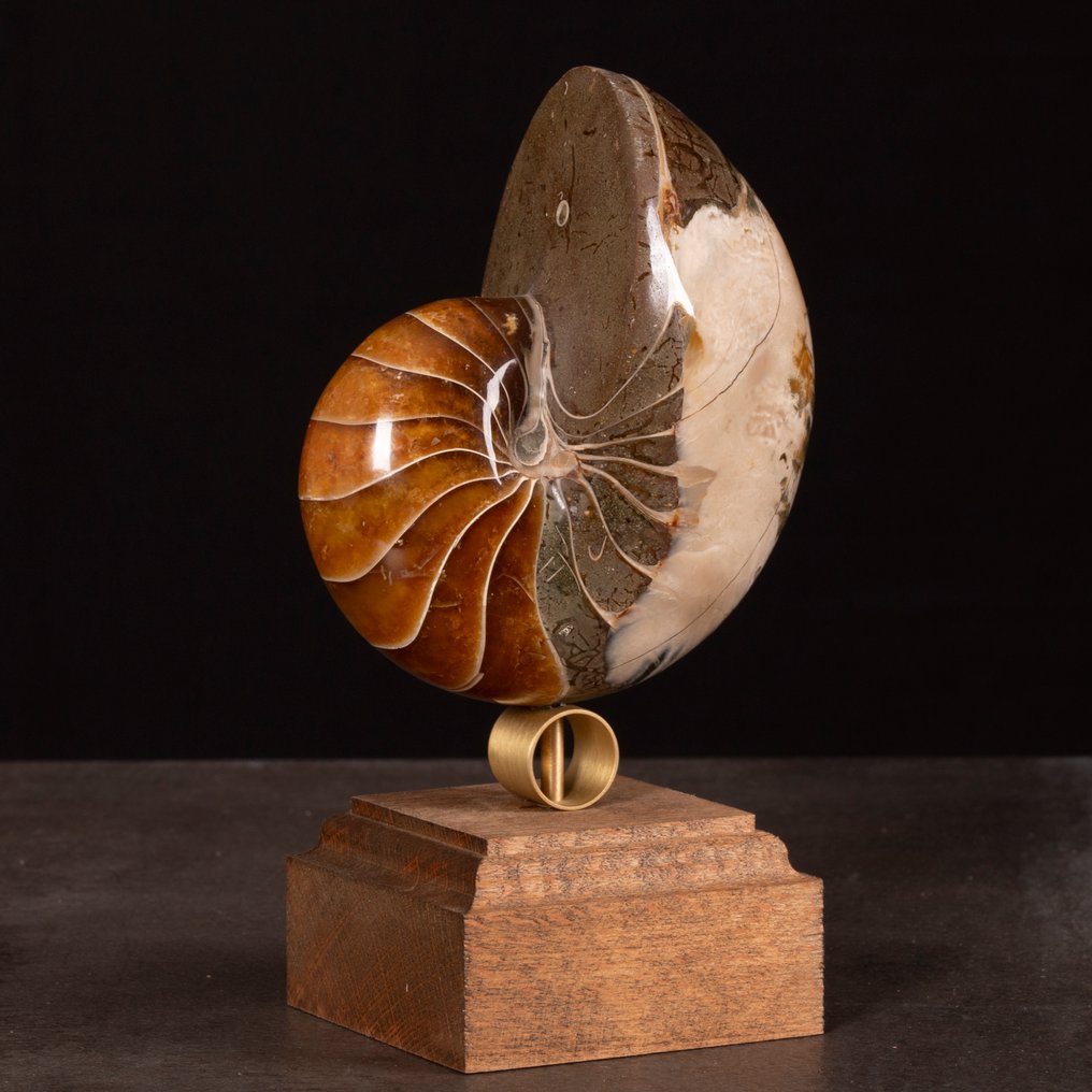 Fossil Nautilus σε διακοσμητική βάση. - Απολιθωμένο κέλυφος - Exceptional fossil Nautilus - 165 mm - 93 mm #4.3