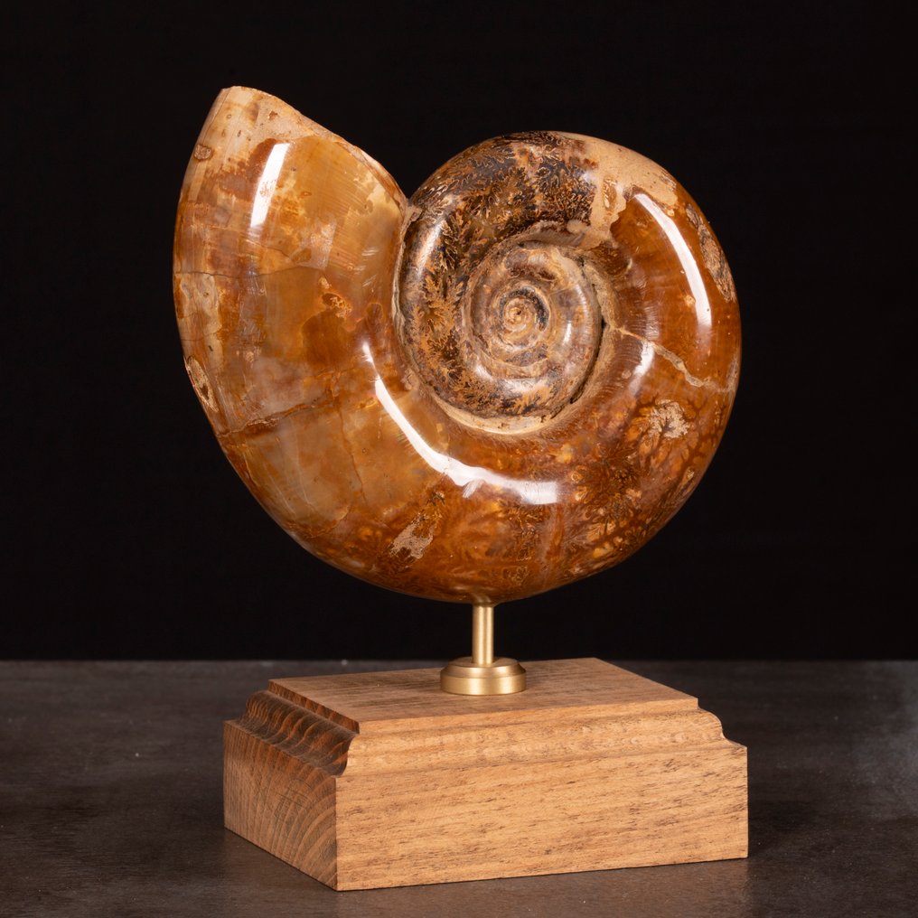 Αμμώτης σε ξύλινη βάση. - Απολιθωμένο ζώο - Argonauticeras sp. - 180 mm - 135 mm #2.1