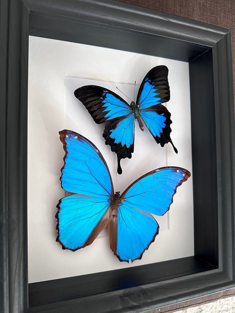 Sommerfugl Taksidermi fuld kropsmontering - Magnifique Envol de Morpho Didius et Papilio Ulysses - 6 cm - 23 cm - 28 cm - Ikke-CITES arter - 1 #2.1