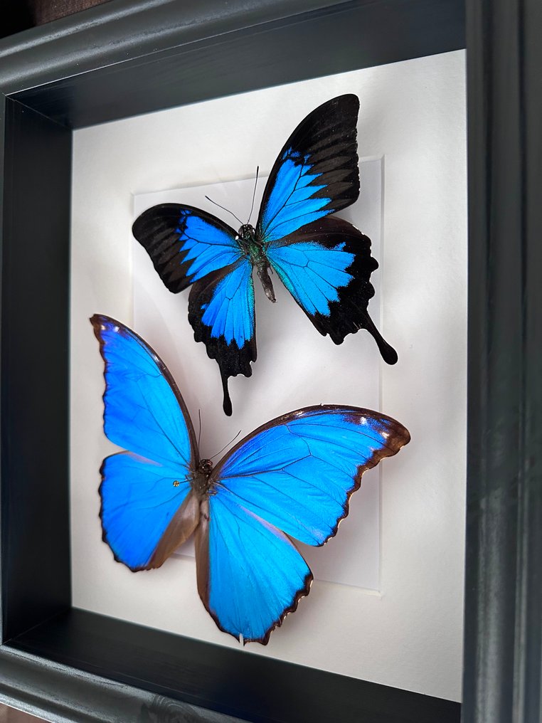 Sommerfugl Taksidermi fuld kropsmontering - Magnifique Envol de Morpho Didius et Papilio Ulysses - 6 cm - 23 cm - 28 cm - Ikke-CITES arter - 1 #1.0