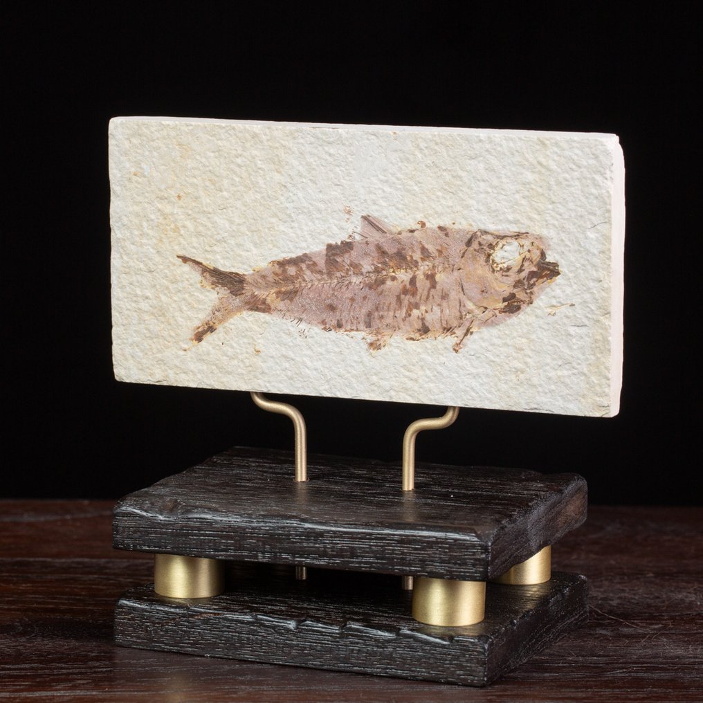 A Modern Wunderkammer - Fossil fragment - Knightia - Fossil Slab on Wood and Brass Base. - 140 mm - 132 mm #3.2