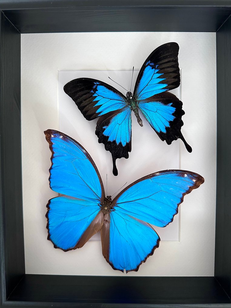 Sommerfugl Taksidermi fuld kropsmontering - Magnifique Envol de Morpho Didius et Papilio Ulysses - 6 cm - 23 cm - 28 cm - Ikke-CITES arter - 1 #4.3