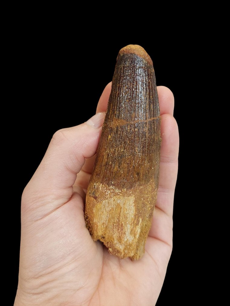 Dinosaur - Fossil tand - Spinosauro - 12 cm - 4 cm #1.0