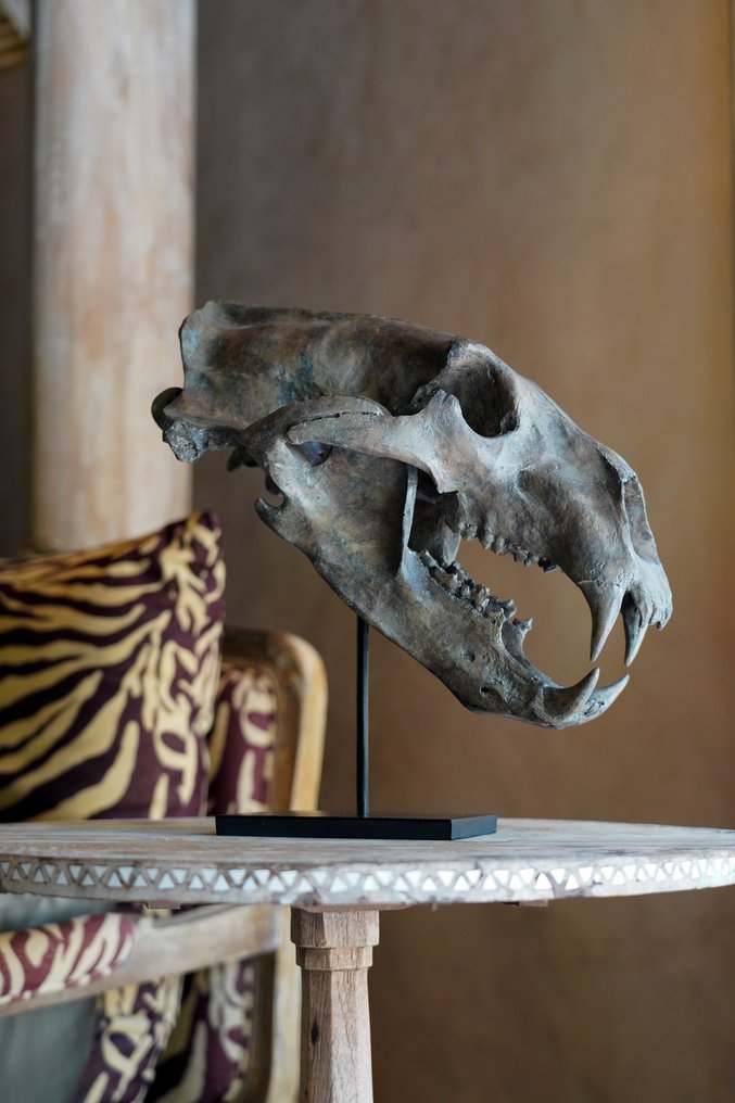 Ingen minstepris - En replika av isbjørnskalle på en tilpasset stativ - Museumsutgave - Brun farge Utstopping kopimonter - Ursus Maritimus - 35 cm - 23 cm - 36 cm #1.0