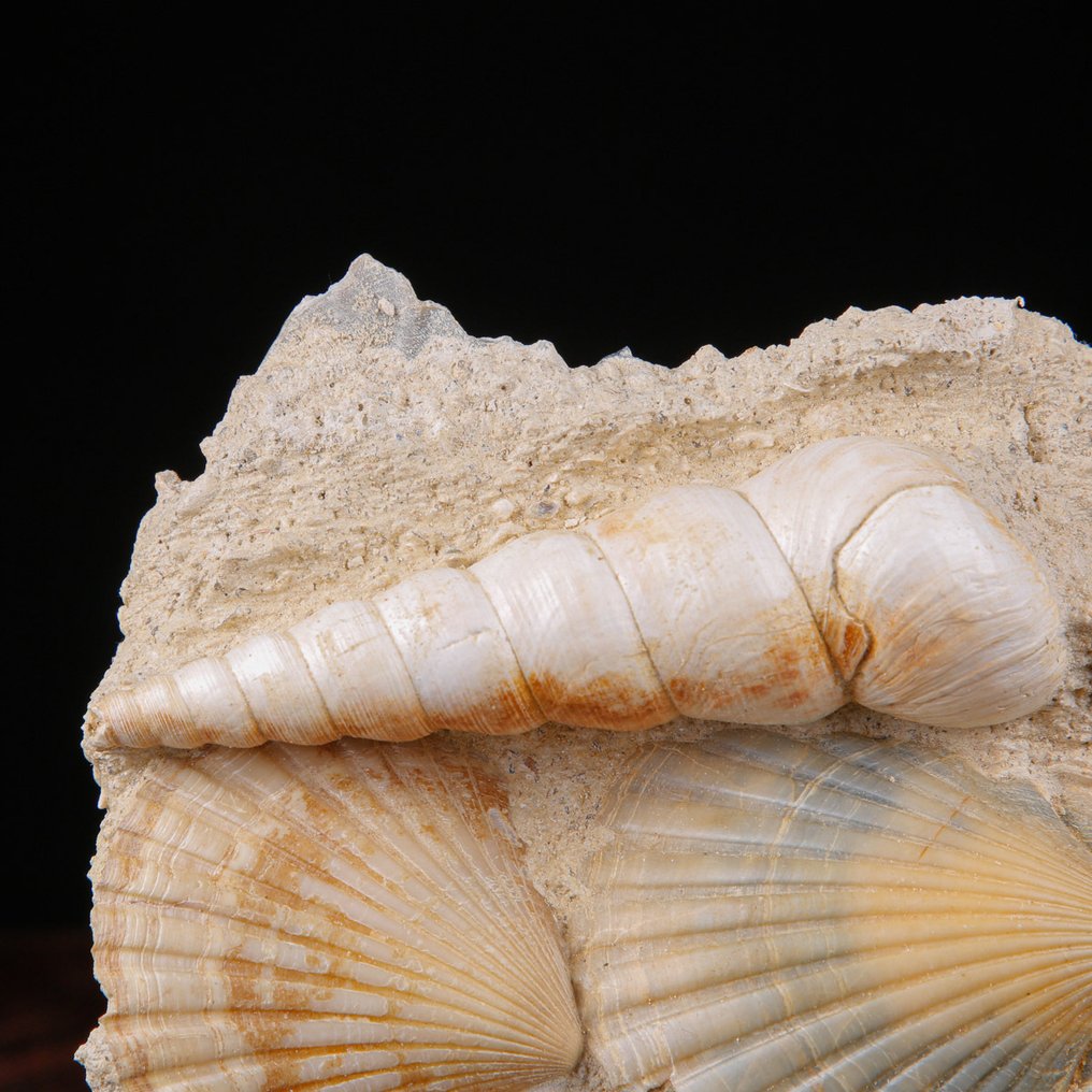 Exclusive Fossil Slab - Tuttitella and Pecten - Florida Specimen - Artisanal Wood Base - Fossil mortality plate - 172 mm - 124 mm #3.2