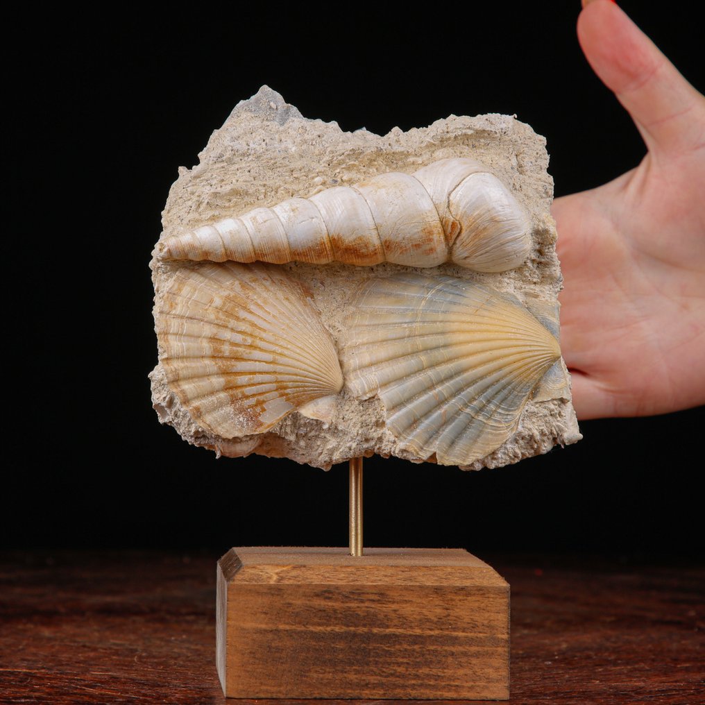 Exclusive Fossil Slab - Tuttitella and Pecten - Florida Specimen - Artisanal Wood Base - Fossil mortality plate - 172 mm - 124 mm #1.0