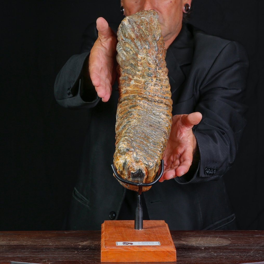 Απολίθωμα γομφίου του Mammuthus primigenius - εποχή Πλειστόκαινος. - Απολιθωμένο δόντι - Woolly Mammoth "Mammuthus Primigenius" - 430 mm - 240 mm #1.0