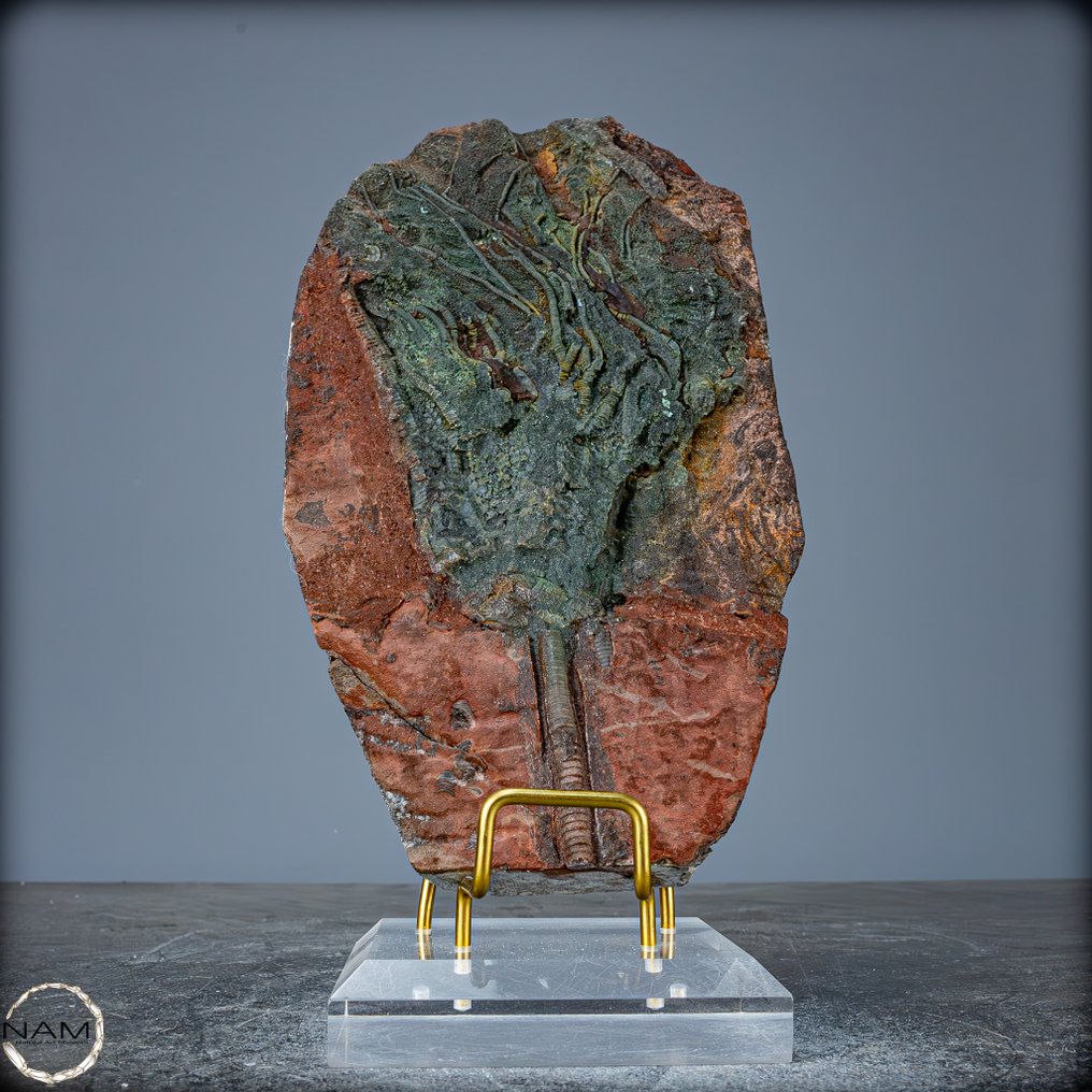 一只显著的化石海百合化石 海星，摩洛哥- 879.97 g #4.3