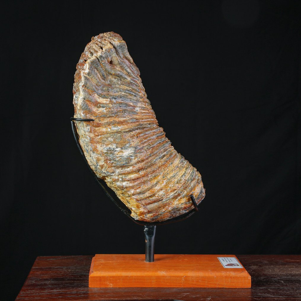 Απολίθωμα γομφίου του Mammuthus primigenius - εποχή Πλειστόκαινος. - Απολιθωμένο δόντι - Woolly Mammoth "Mammuthus Primigenius" - 430 mm - 240 mm #4.3