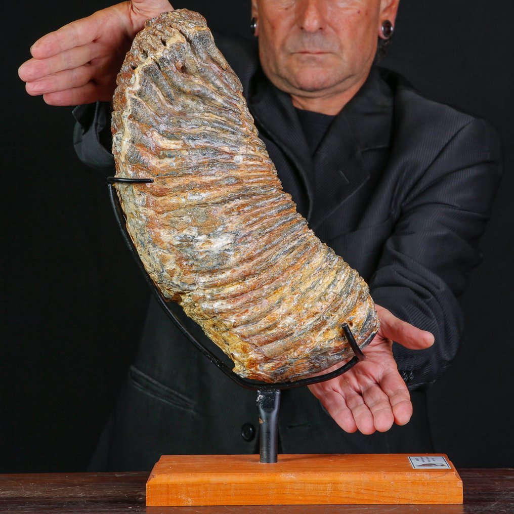 Απολίθωμα γομφίου του Mammuthus primigenius - εποχή Πλειστόκαινος. - Απολιθωμένο δόντι - Woolly Mammoth "Mammuthus Primigenius" - 430 mm - 240 mm #1.0