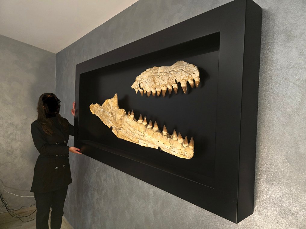 Óriási állkapocs. - Fosszilis koponya - Prognathodon Giganteus - 180 cm - 90 cm #3.2