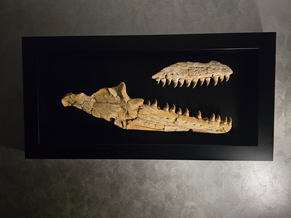 Óriási állkapocs. - Fosszilis koponya - Prognathodon Giganteus - 180 cm - 90 cm #1.0