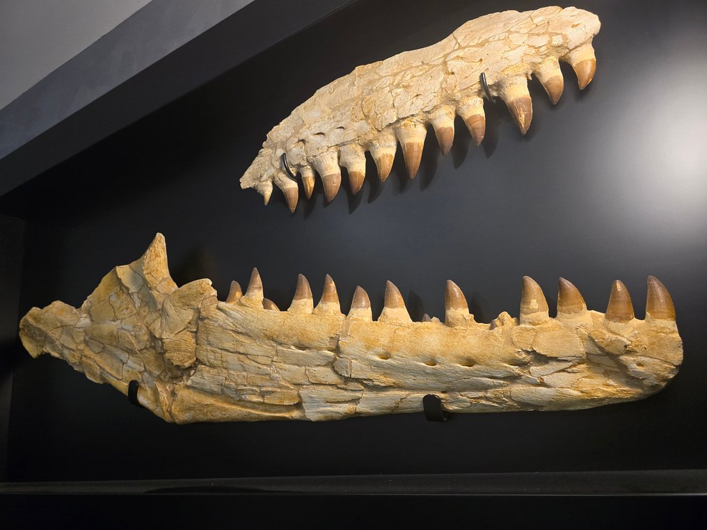 Óriási állkapocs. - Fosszilis koponya - Prognathodon Giganteus - 180 cm - 90 cm #4.3