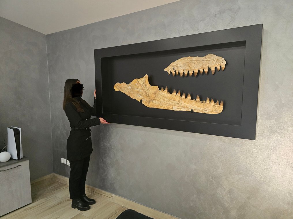 Óriási állkapocs. - Fosszilis koponya - Prognathodon Giganteus - 180 cm - 90 cm #1.0