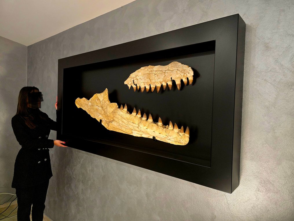 Óriási állkapocs. - Fosszilis koponya - Prognathodon Giganteus - 180 cm - 90 cm #2.1