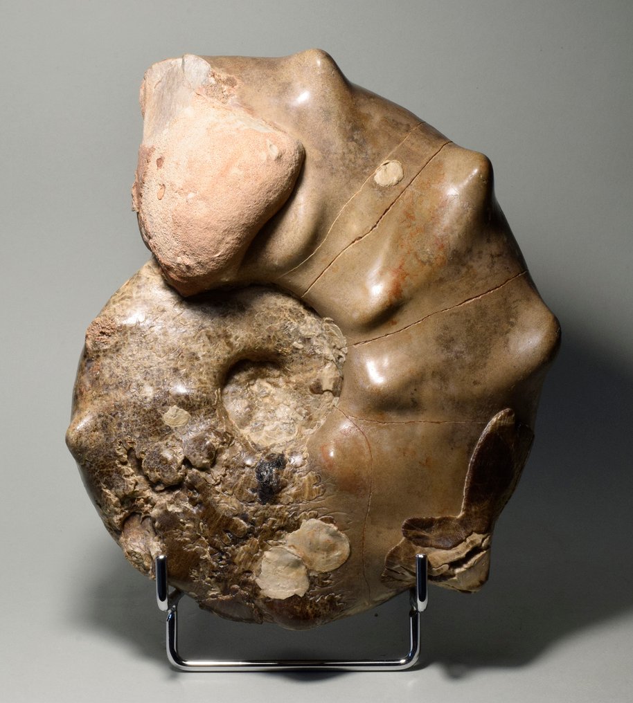 Spiny ammonite - Fossilised shell - Mammites nodosoides #3.2