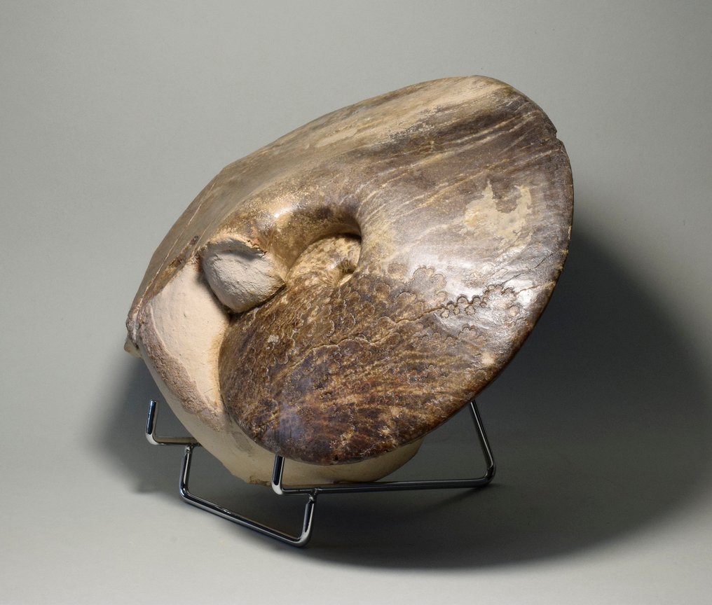 Ammonite - Fossilised shell - Choffaticeras segne #2.1