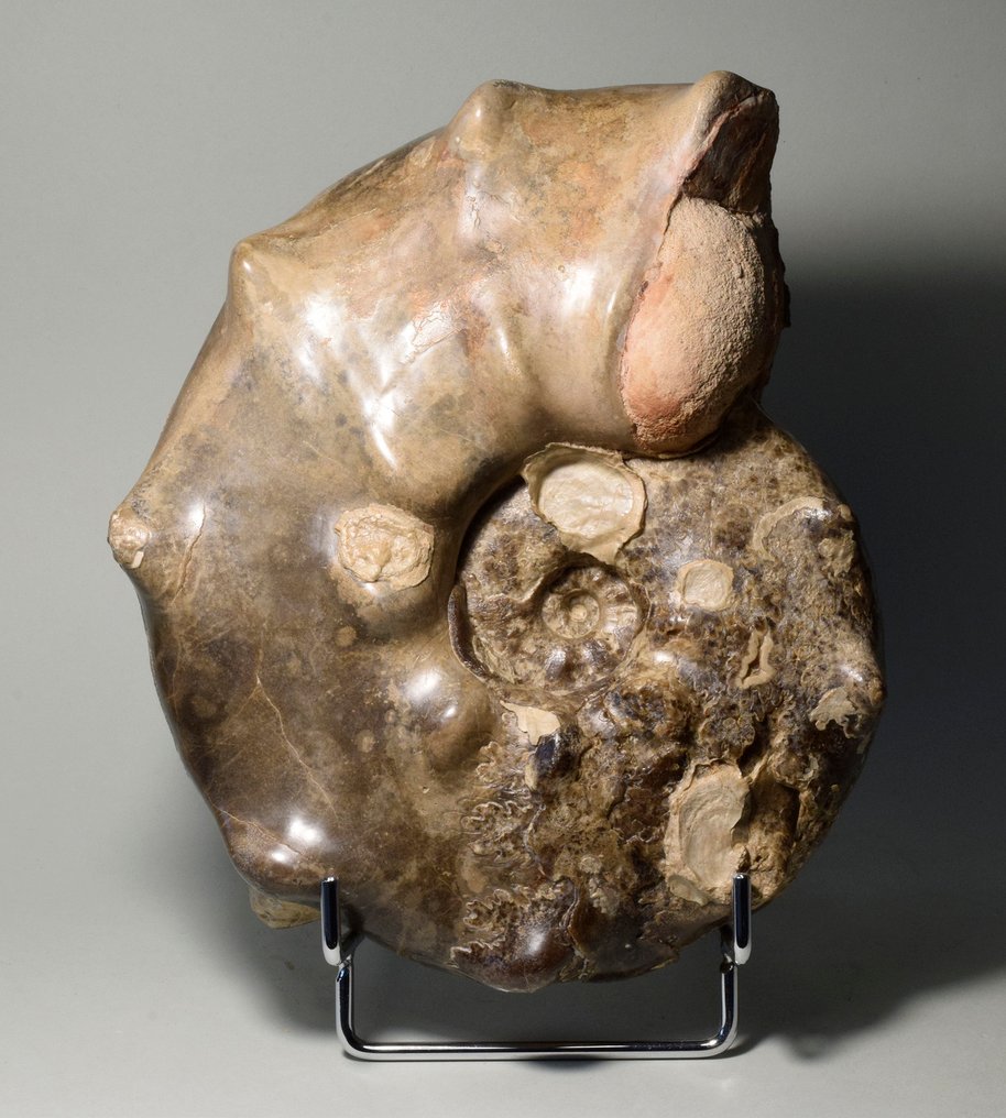 Spiny ammonite - Fossilised shell - Mammites nodosoides #1.0