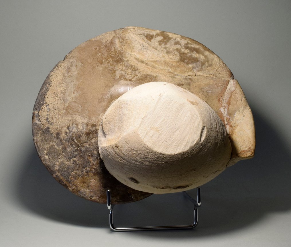 Ammonite - Fossilised shell - Choffaticeras segne #3.2